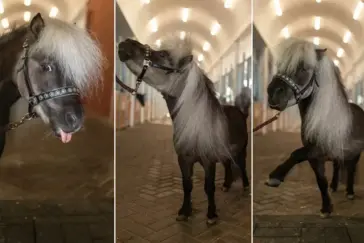 Оседлать Конька-Огонька