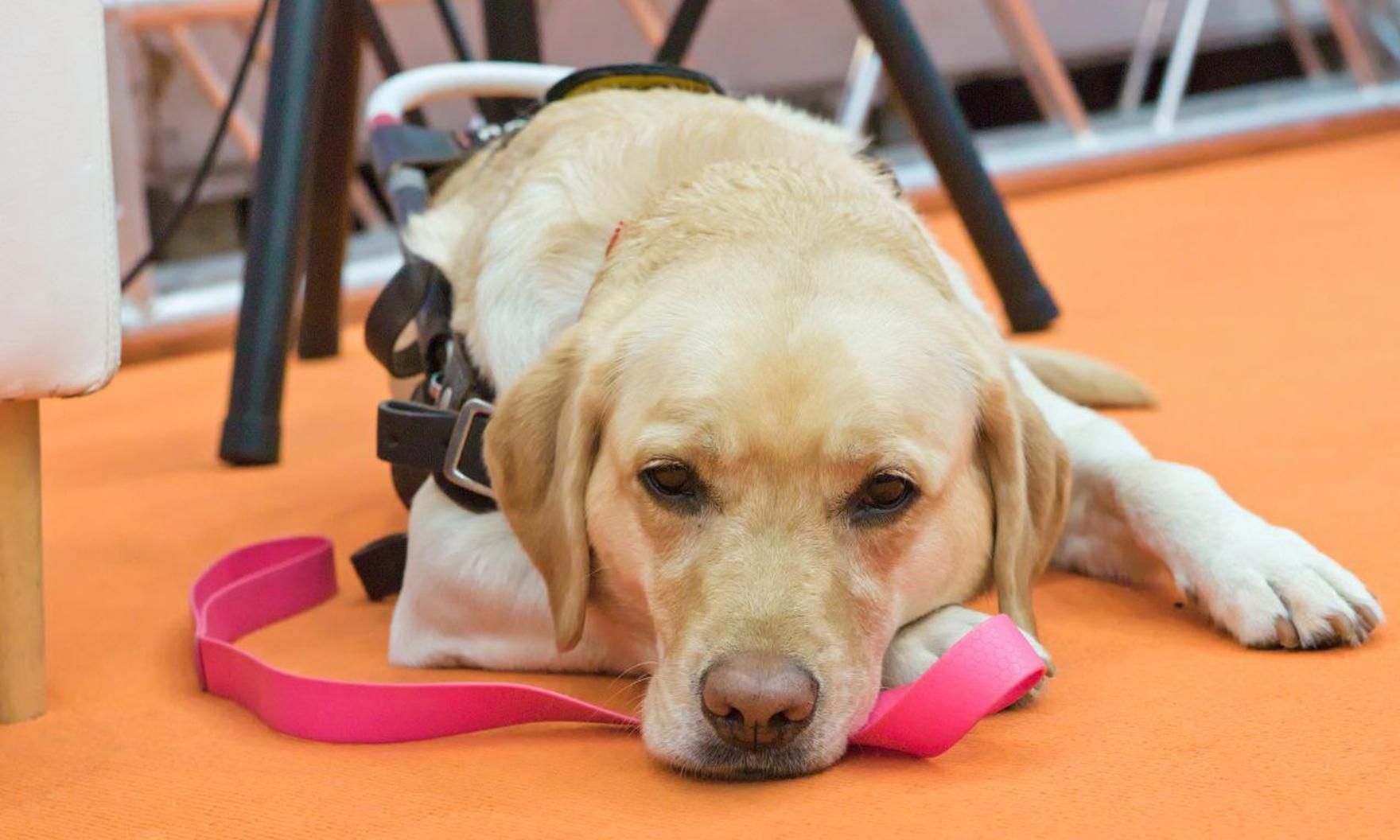 Навигатор с хвостом: как собаки-поводыри облегчают жизнь людям с нарушением зрения