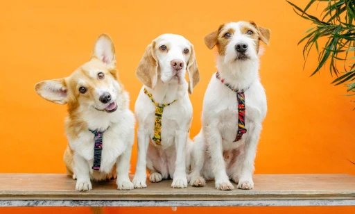 Поводок собаке друг 